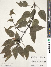 Acer caudatifolium image