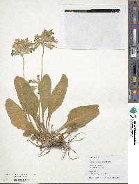 Primula veris subsp. macrocalyx image