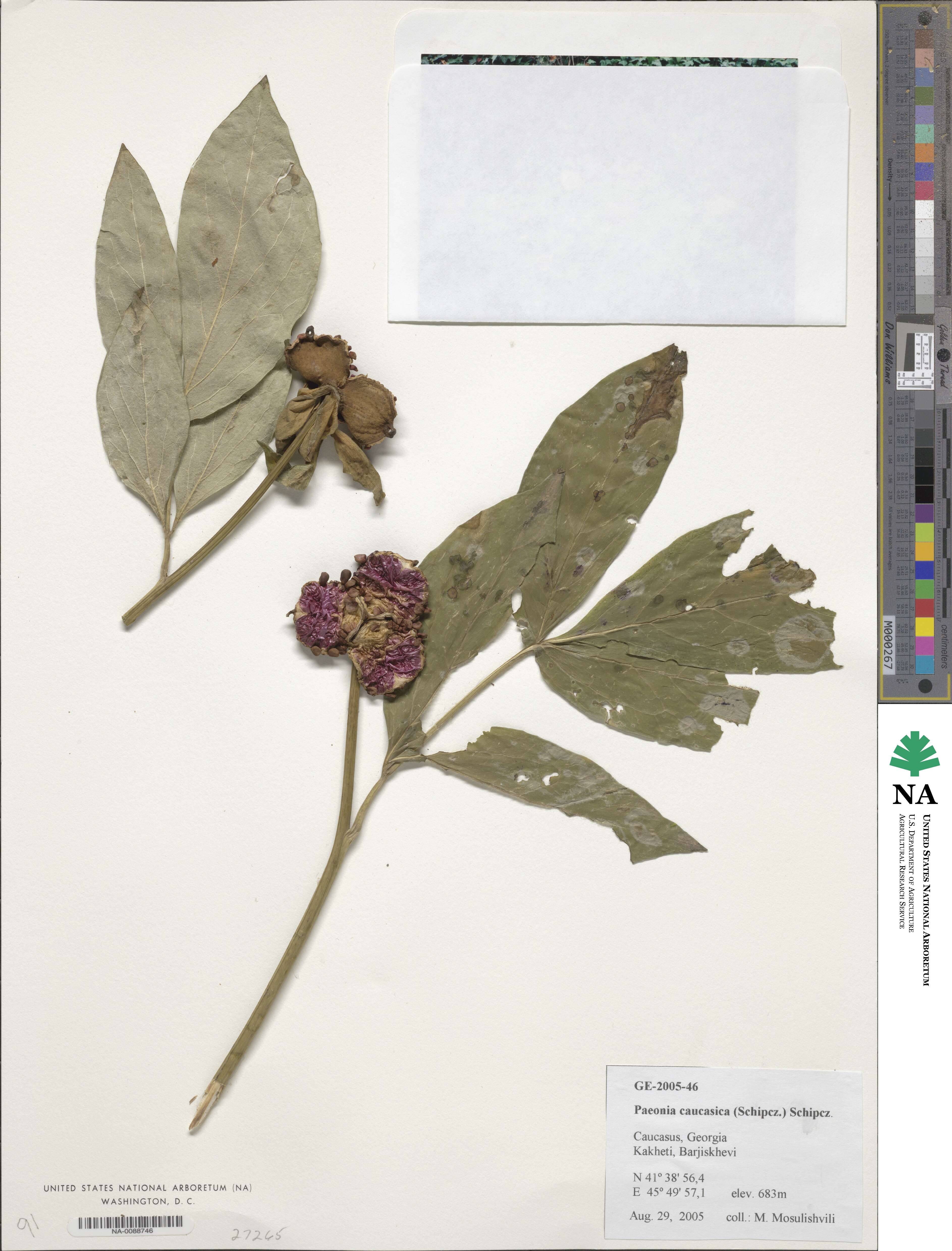 Paeonia caucasica image