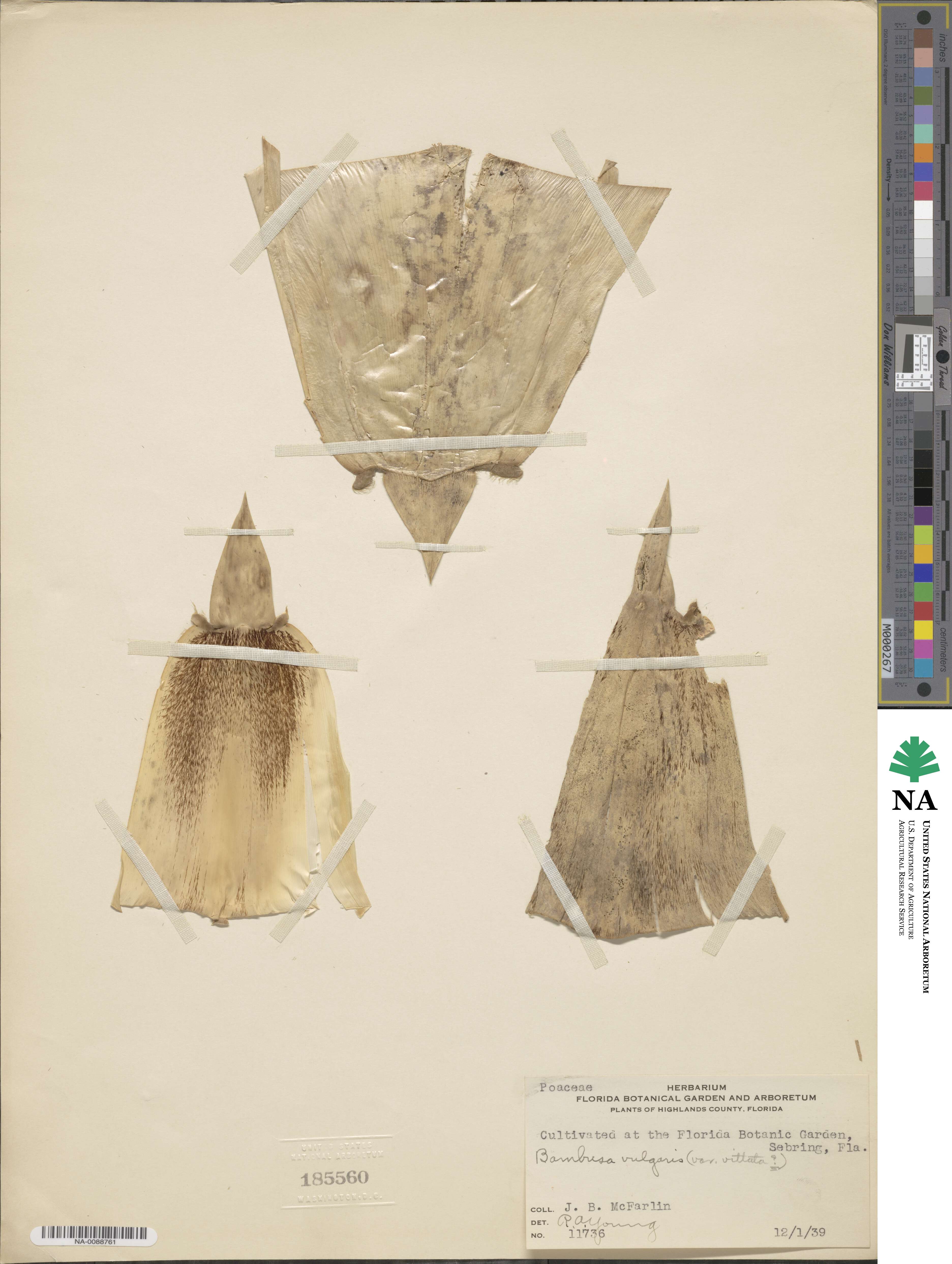 Bambusa vulgaris image