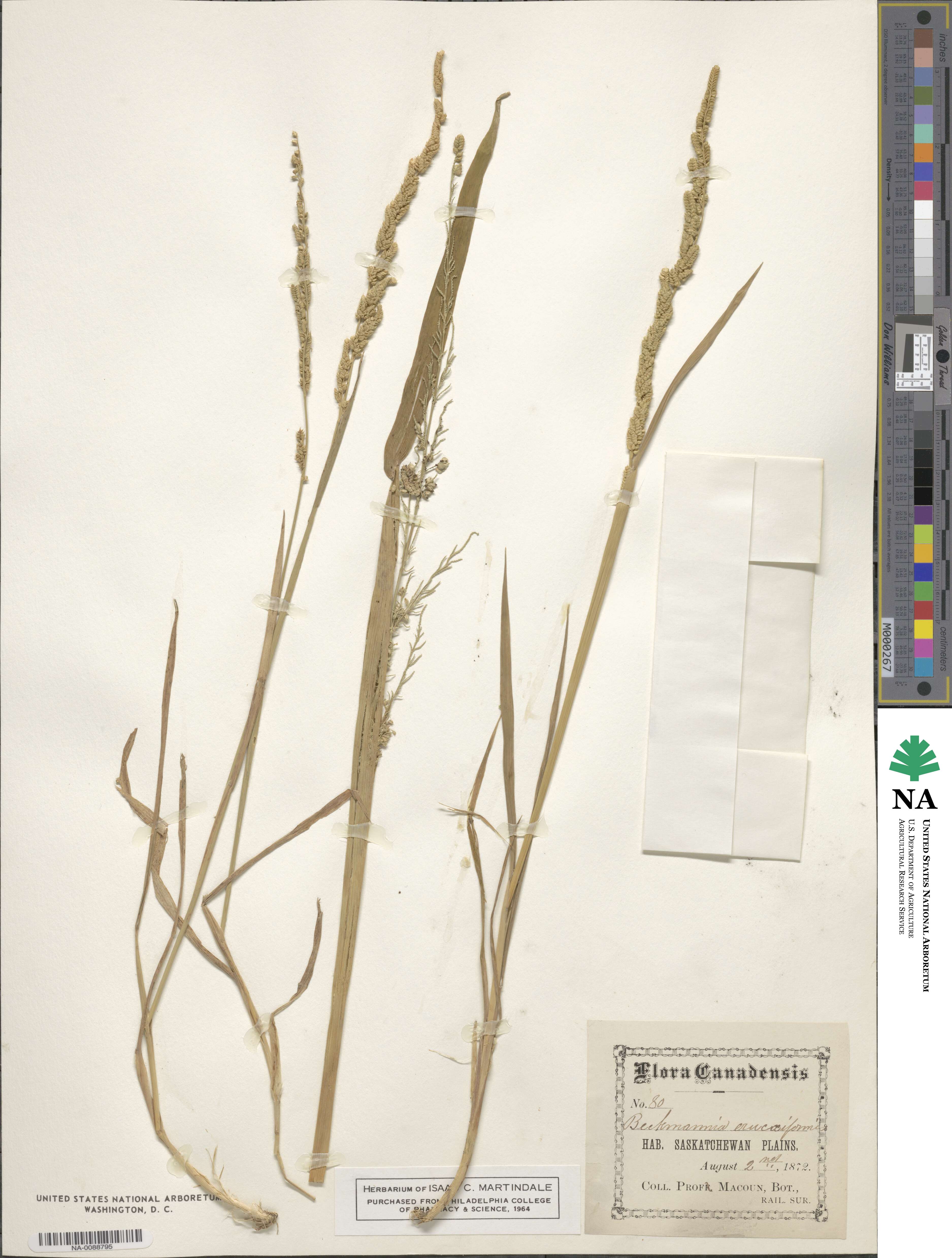 Beckmannia eruciformis image