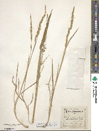 Beckmannia eruciformis image