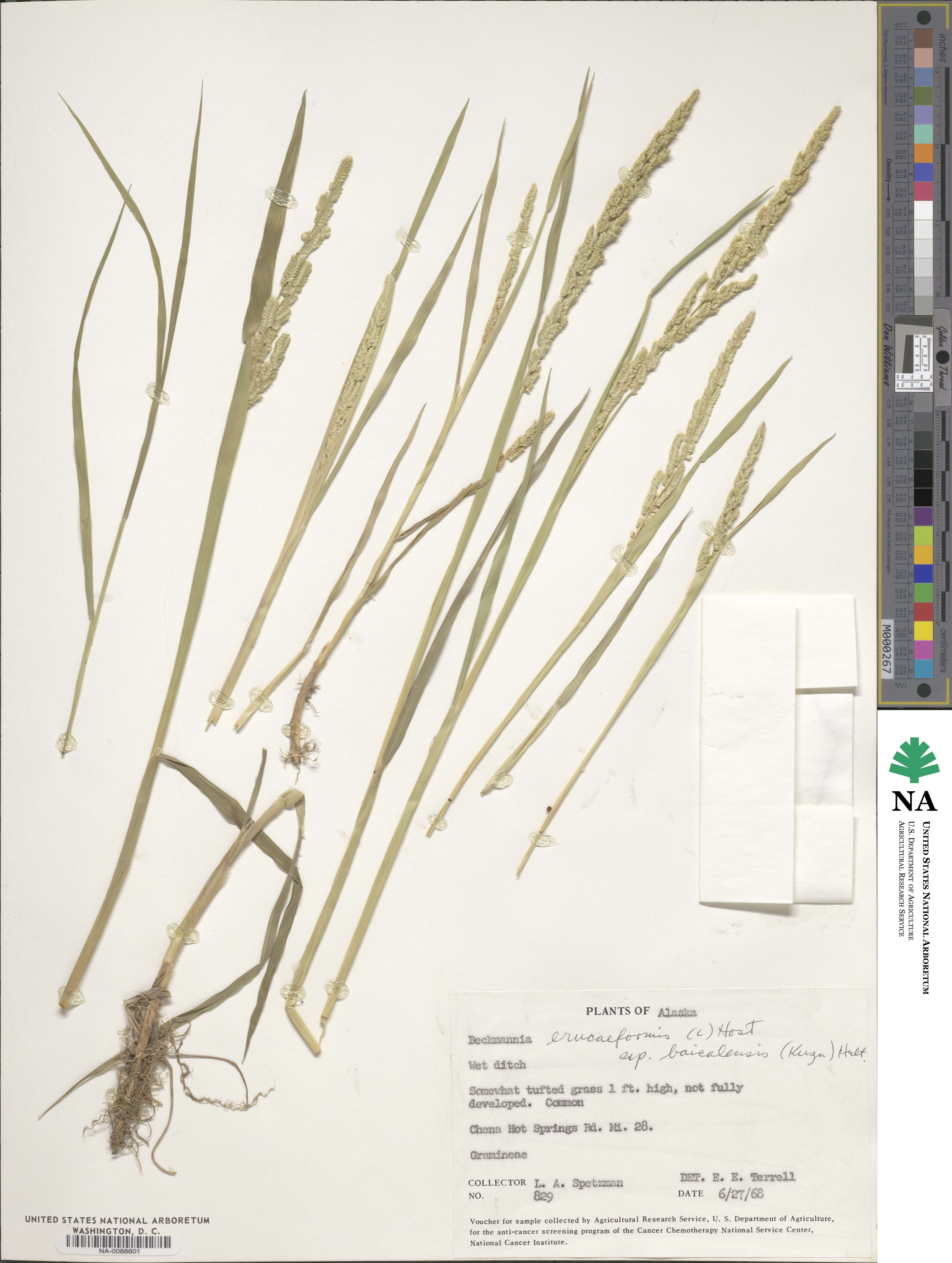 Beckmannia eruciformis image