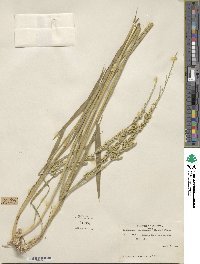 Beckmannia syzigachne image