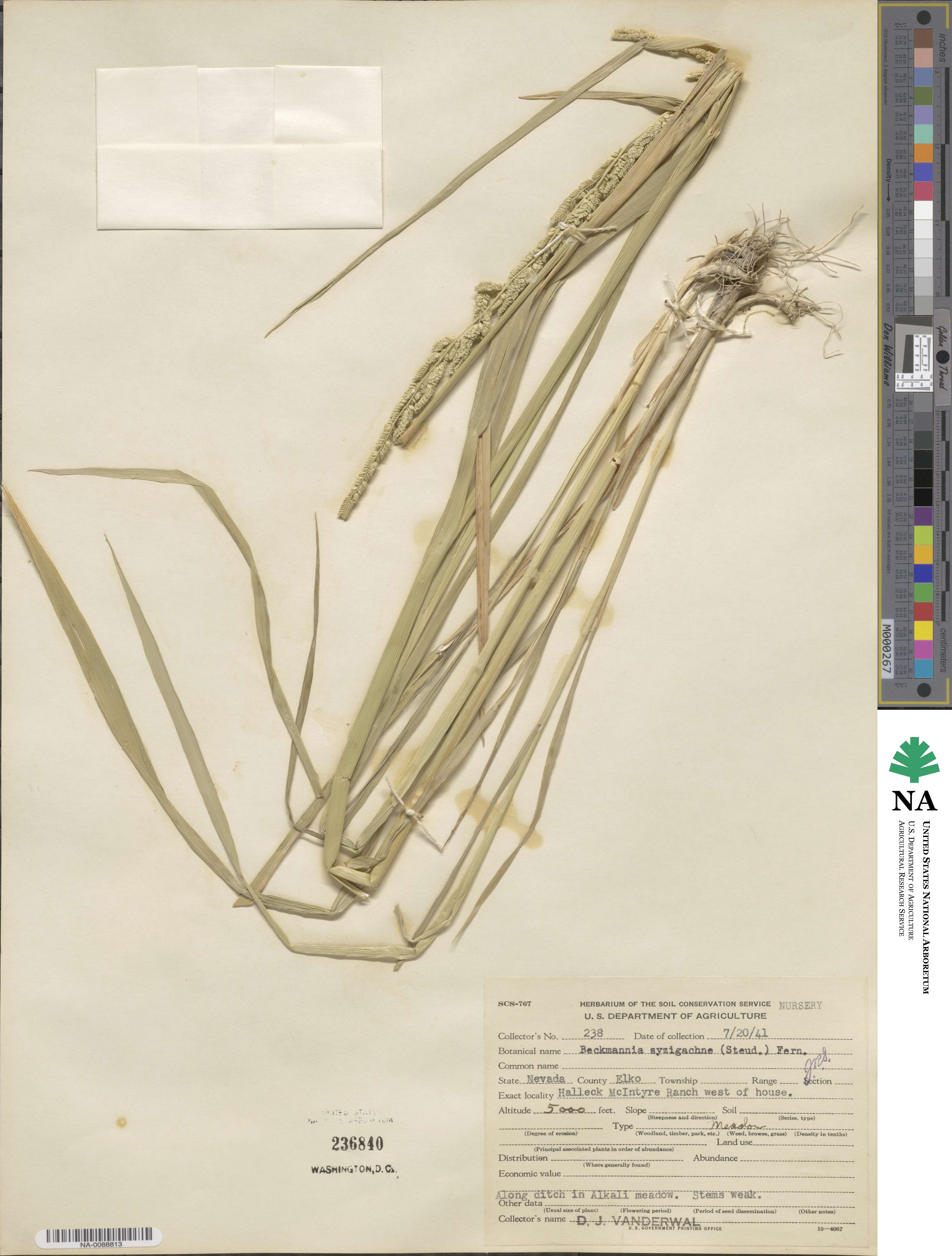 Beckmannia syzigachne image