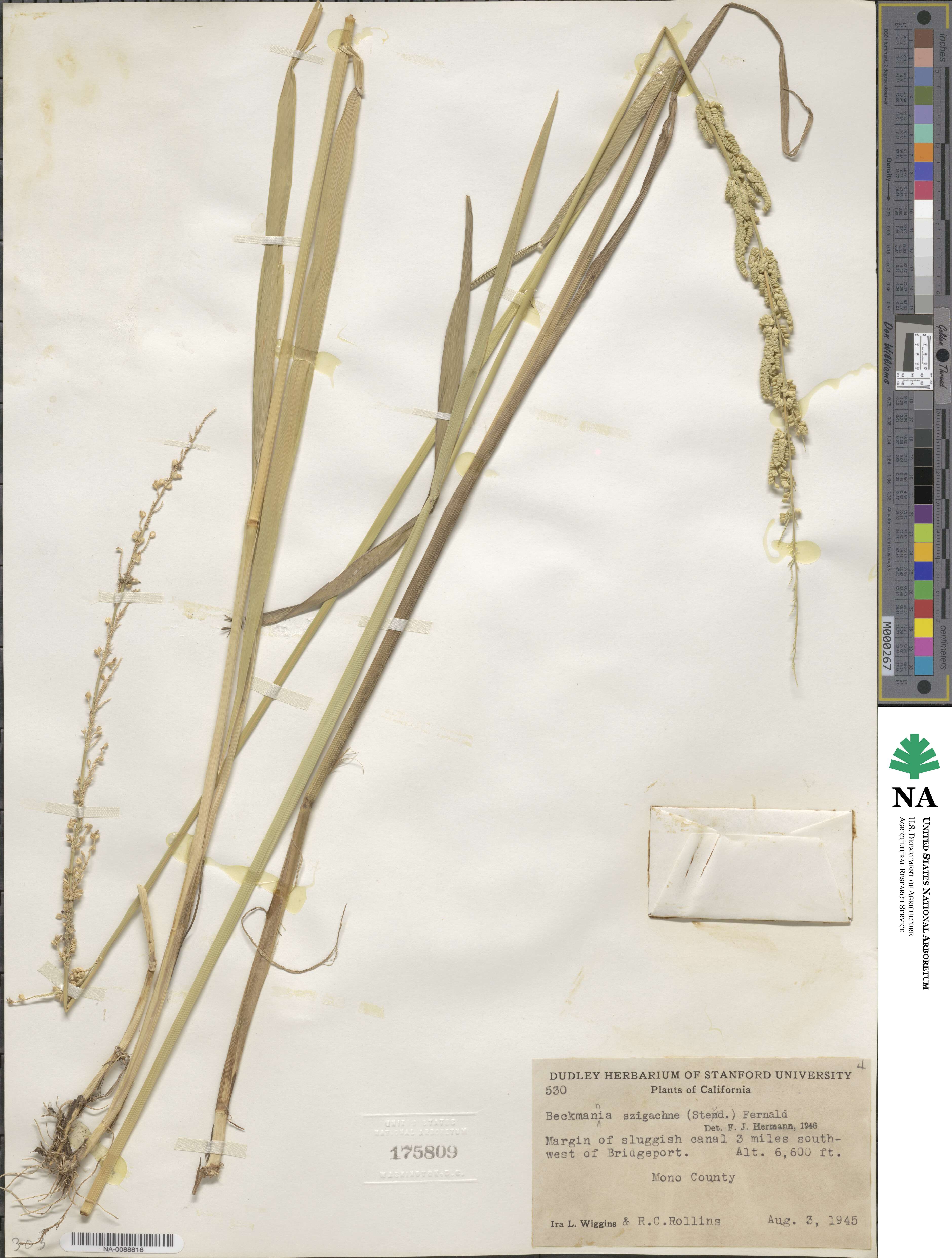 Beckmannia syzigachne image