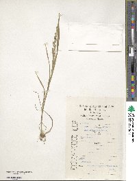 Beckmannia eruciformis image