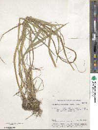 Beckmannia syzigachne image