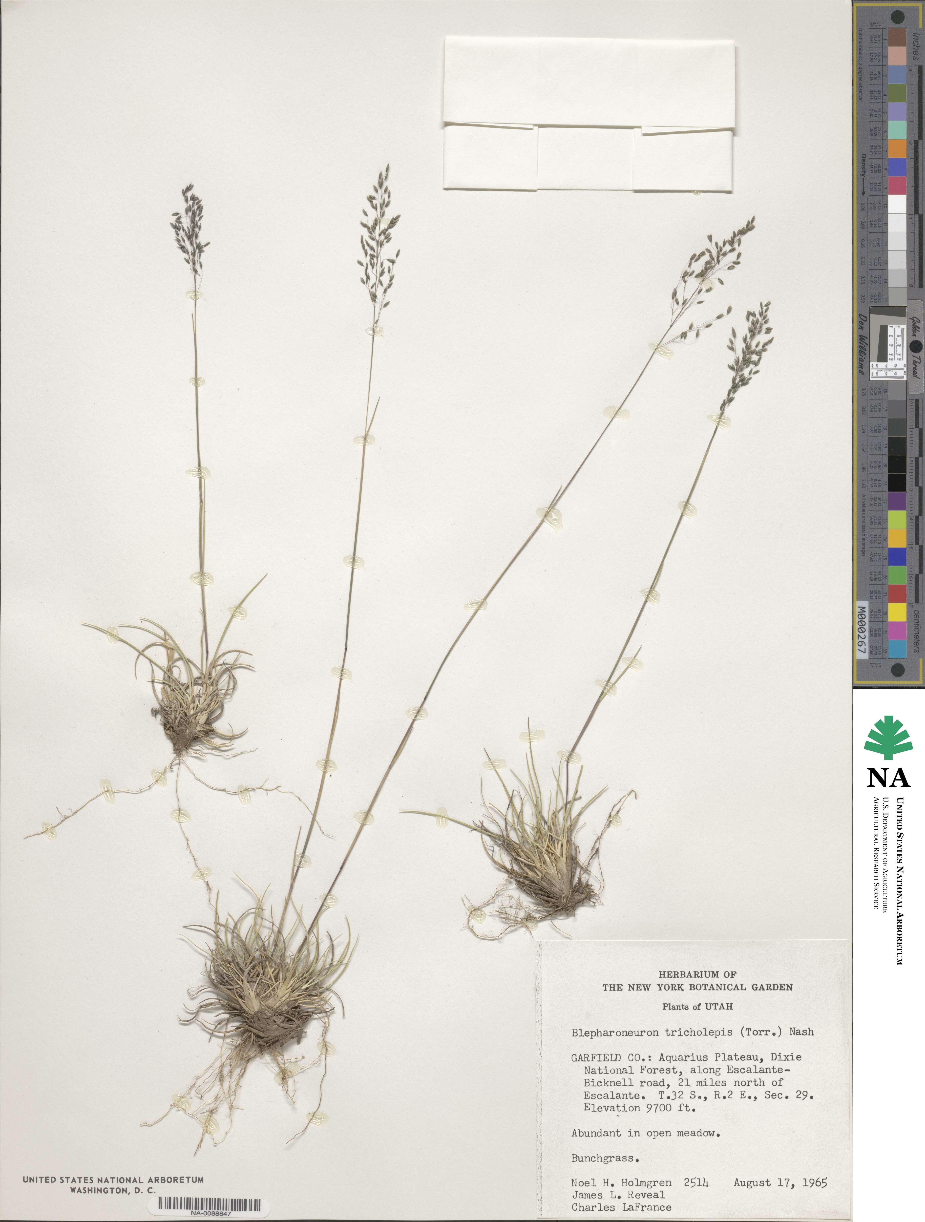 Muhlenbergia tricholepis image
