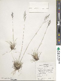 Muhlenbergia tricholepis image