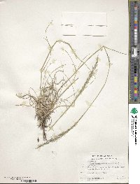 Muhlenbergia tricholepis image