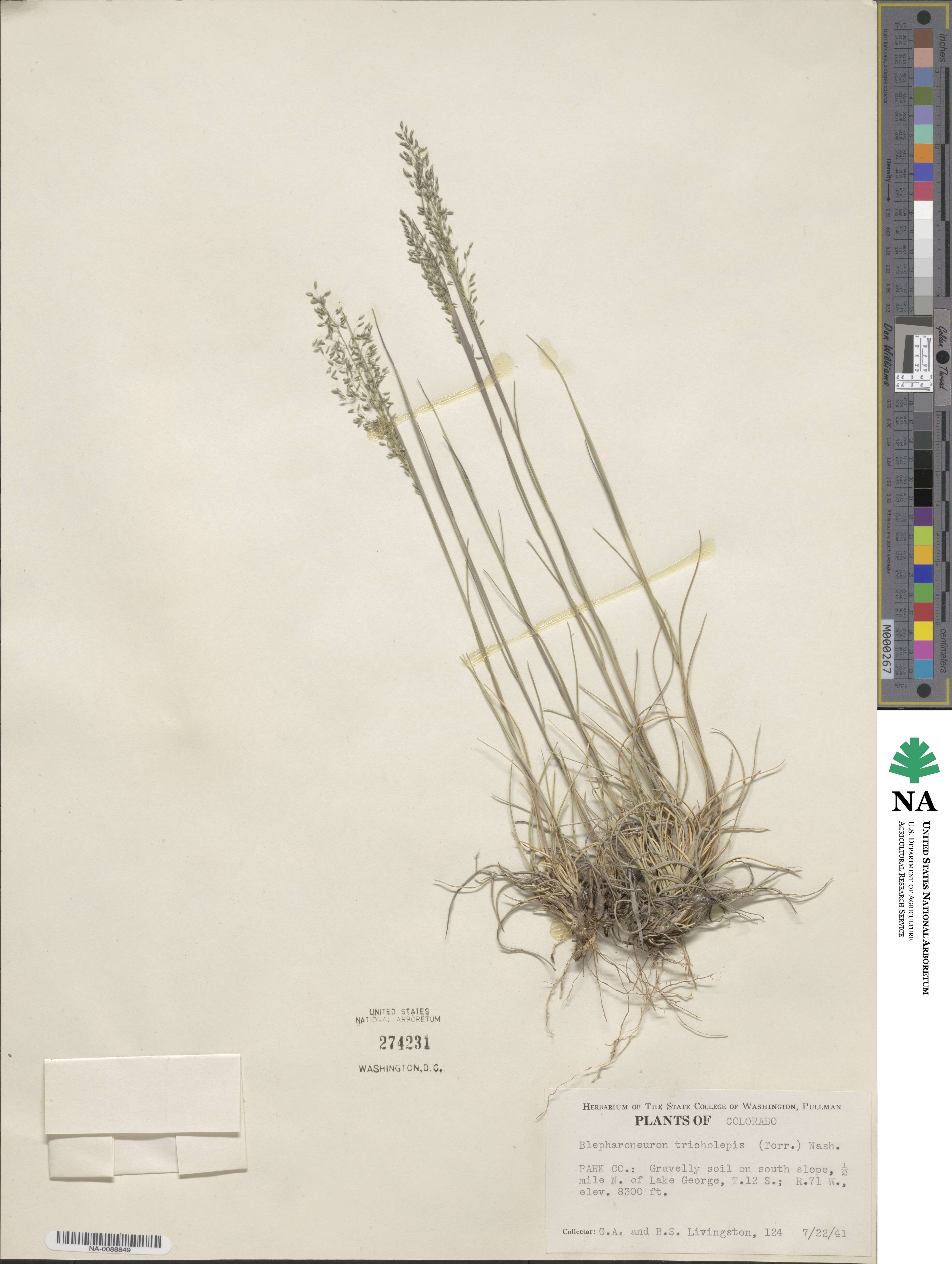 Muhlenbergia tricholepis image