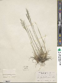 Muhlenbergia tricholepis image