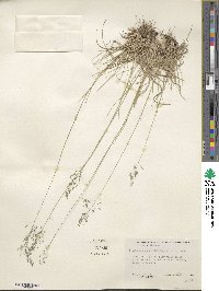 Muhlenbergia tricholepis image