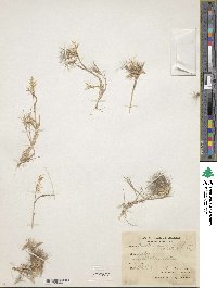 Bromus pumilio image