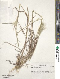 Bothriochloa barbinodis image