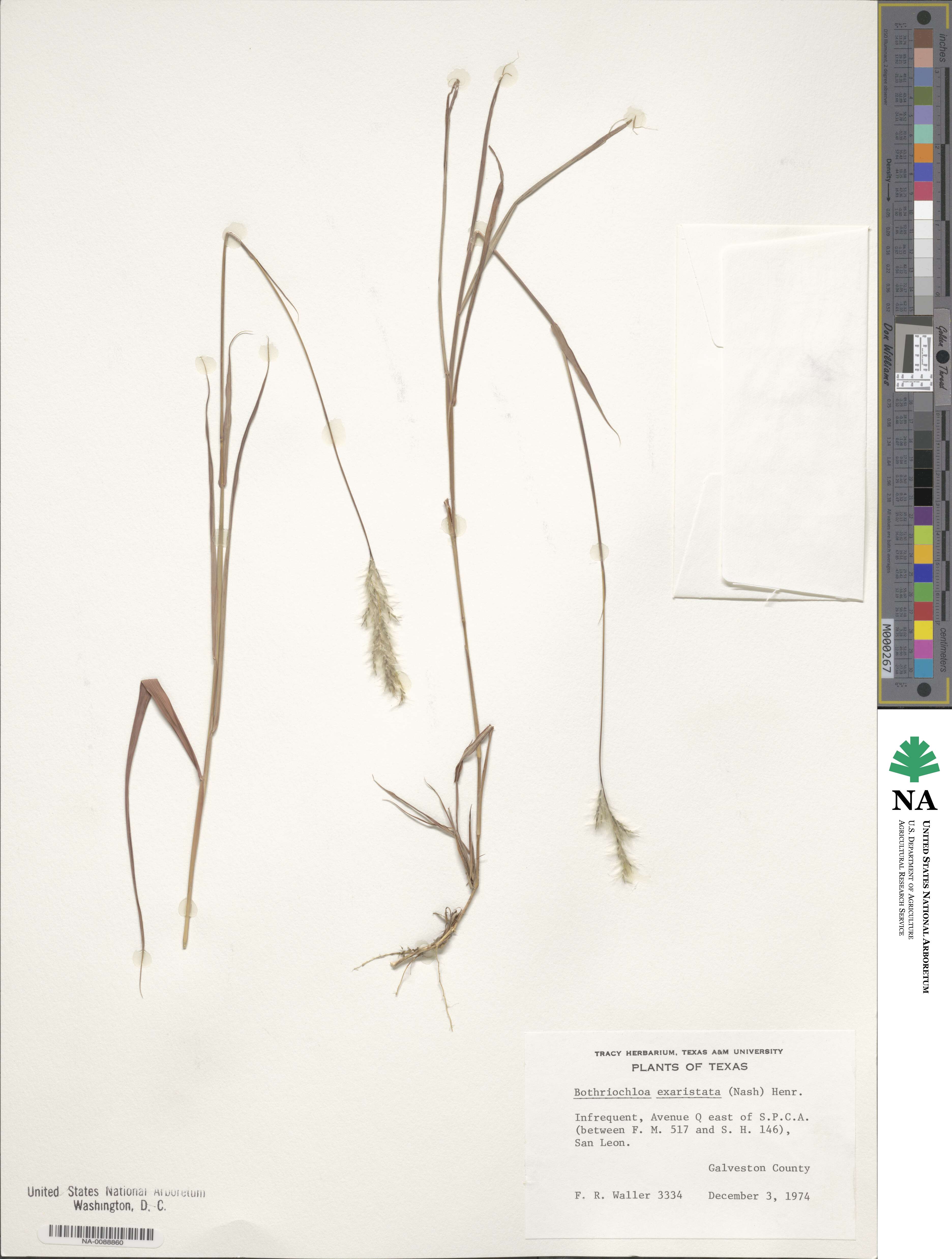 Bothriochloa exaristata image
