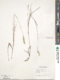 Bothriochloa exaristata image