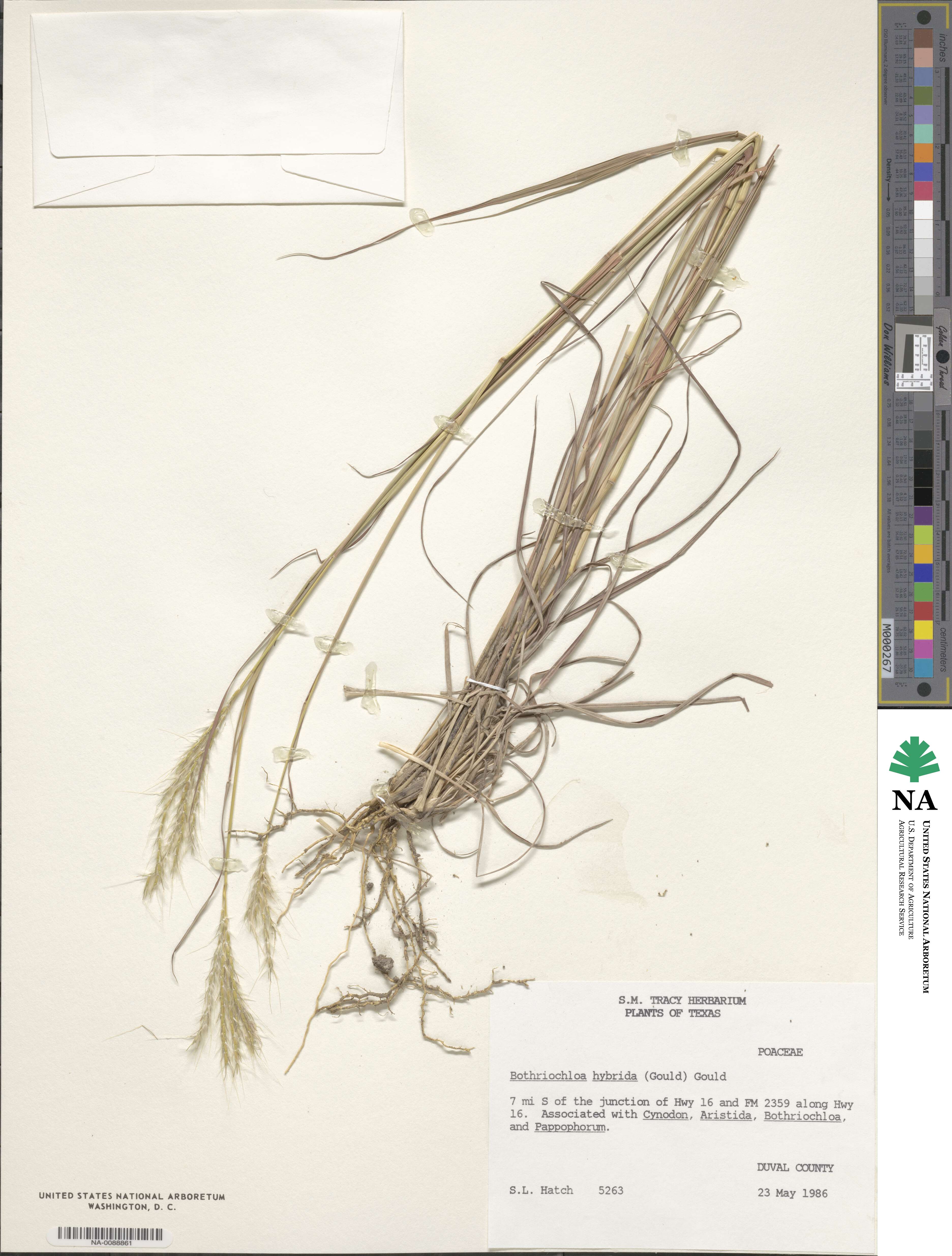 Bothriochloa hybrida image