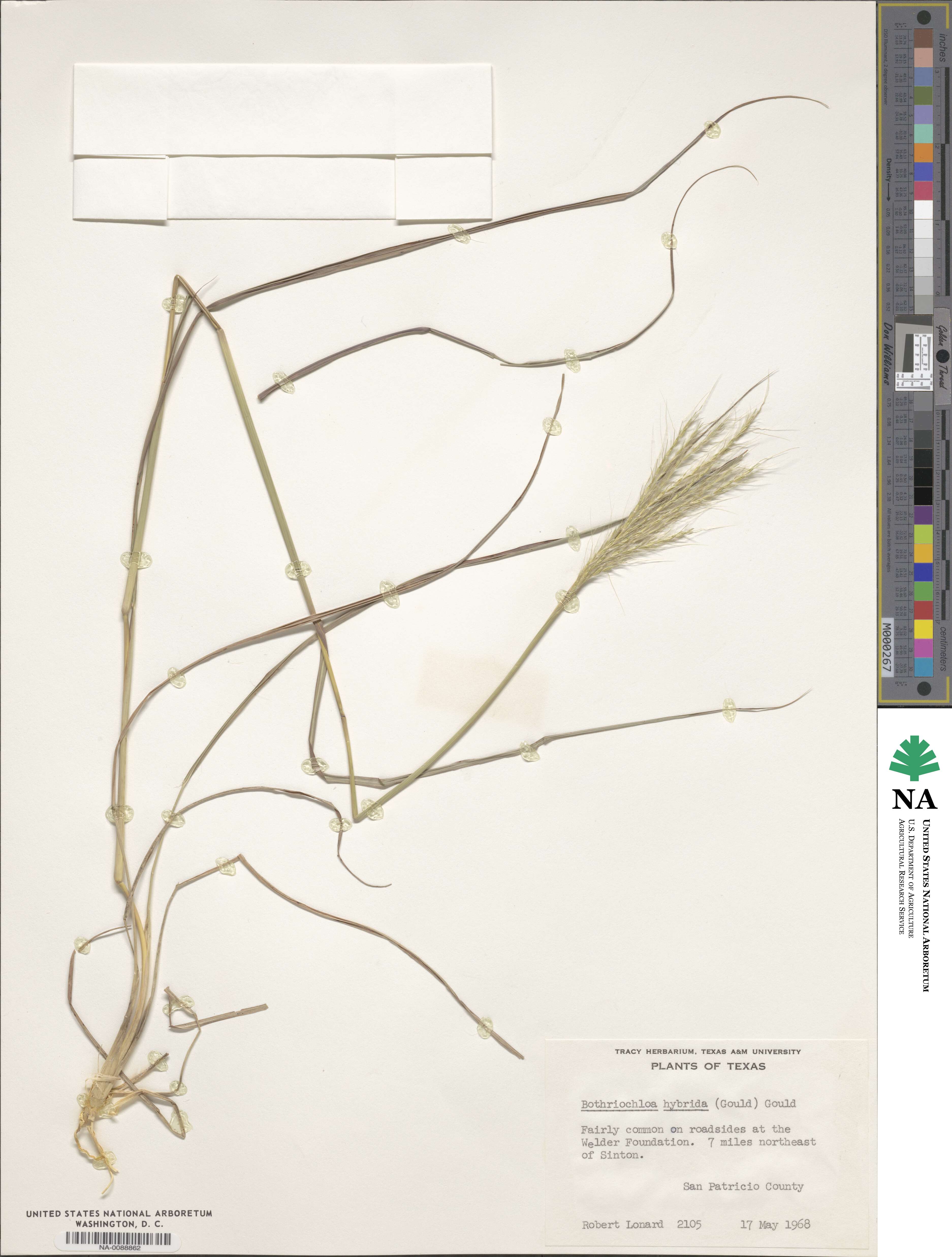 Bothriochloa hybrida image