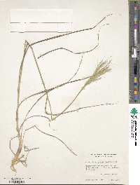 Bothriochloa hybrida image