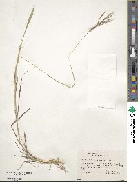 Bothriochloa ischaemum image