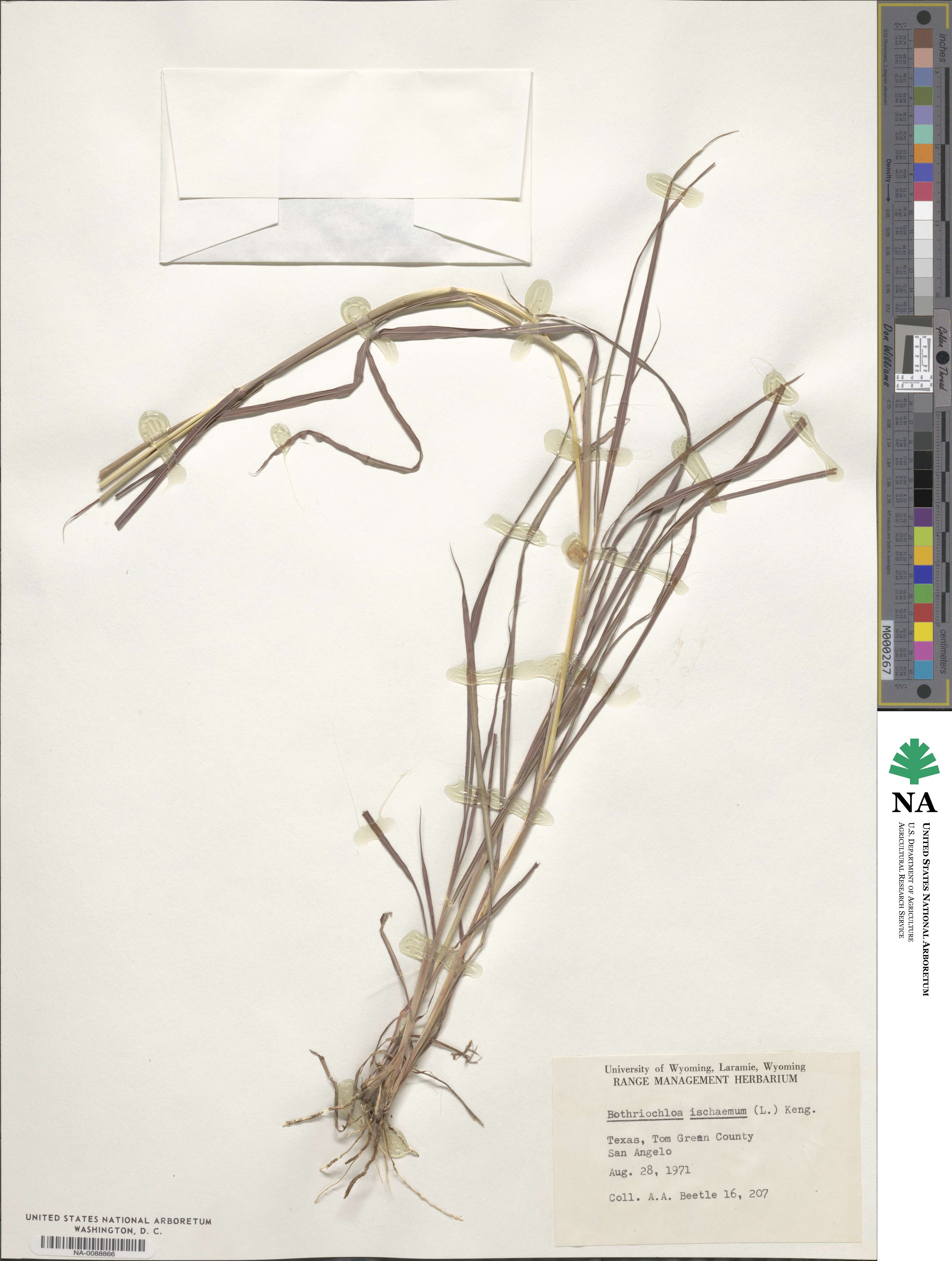 Bothriochloa ischaemum image