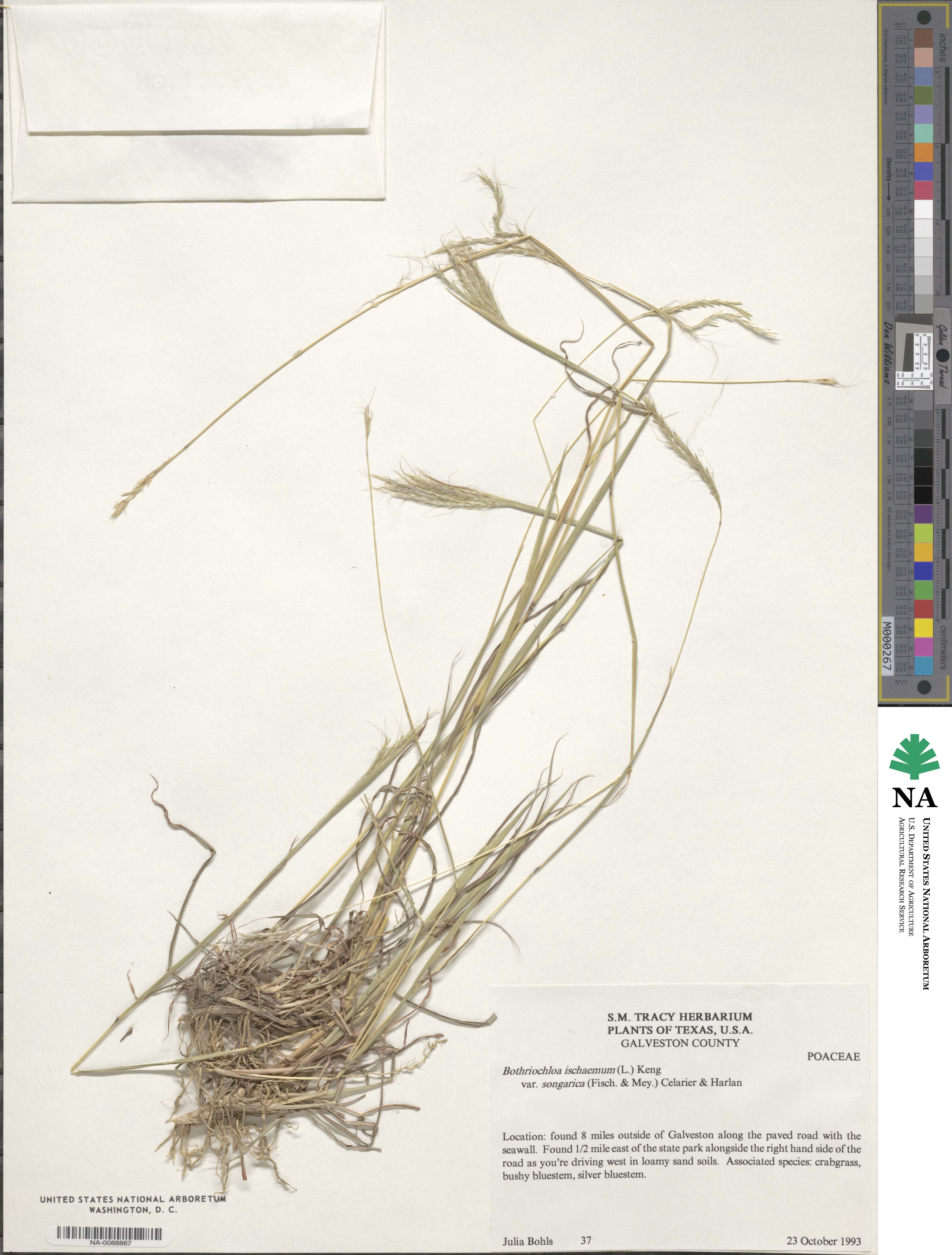 Bothriochloa ischaemum image