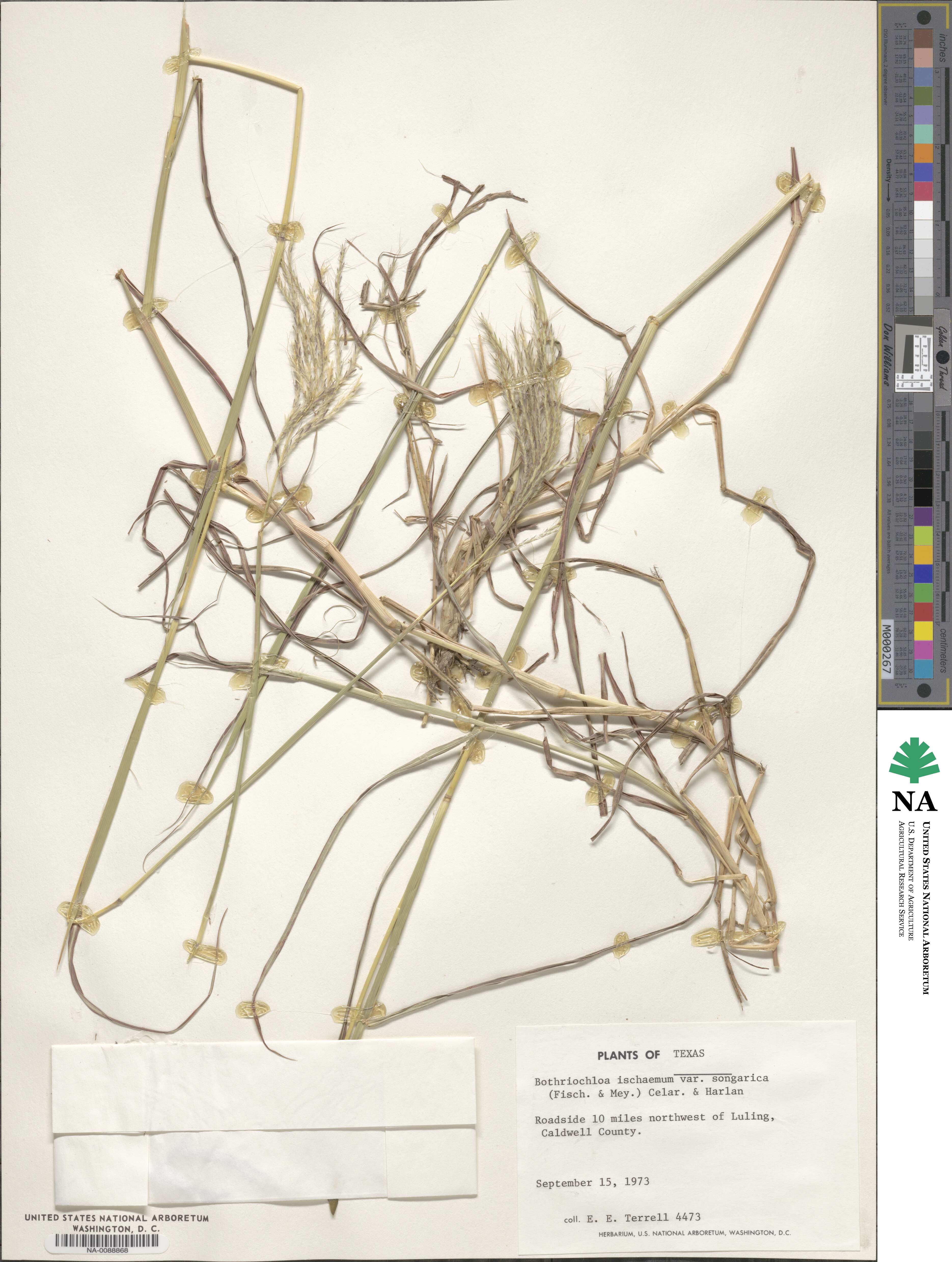 Bothriochloa ischaemum image