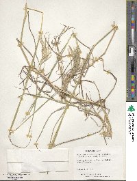 Bothriochloa ischaemum image