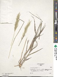 Bothriochloa laguroides image