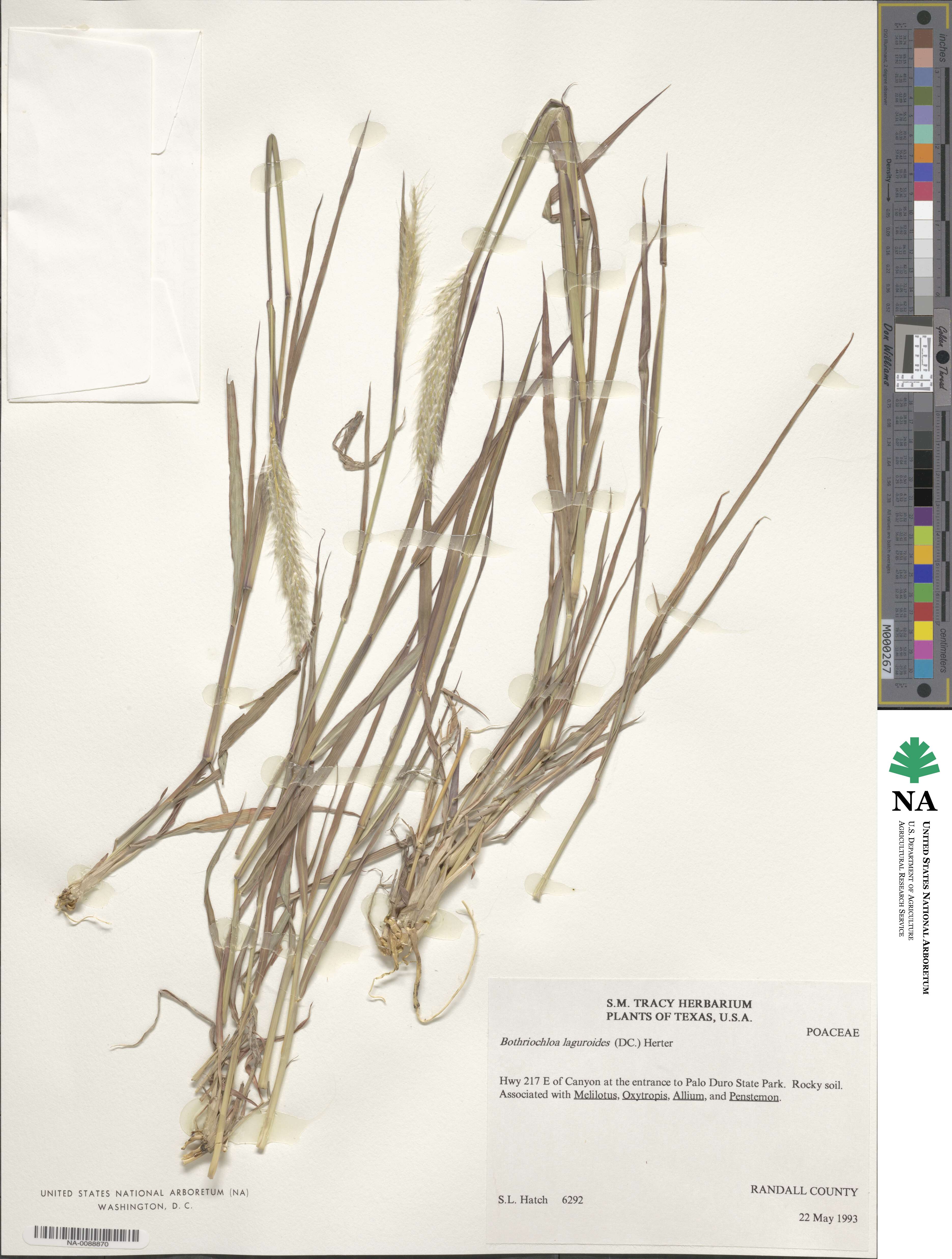 Bothriochloa laguroides image