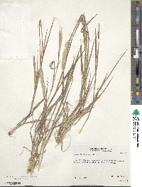 Bothriochloa laguroides image