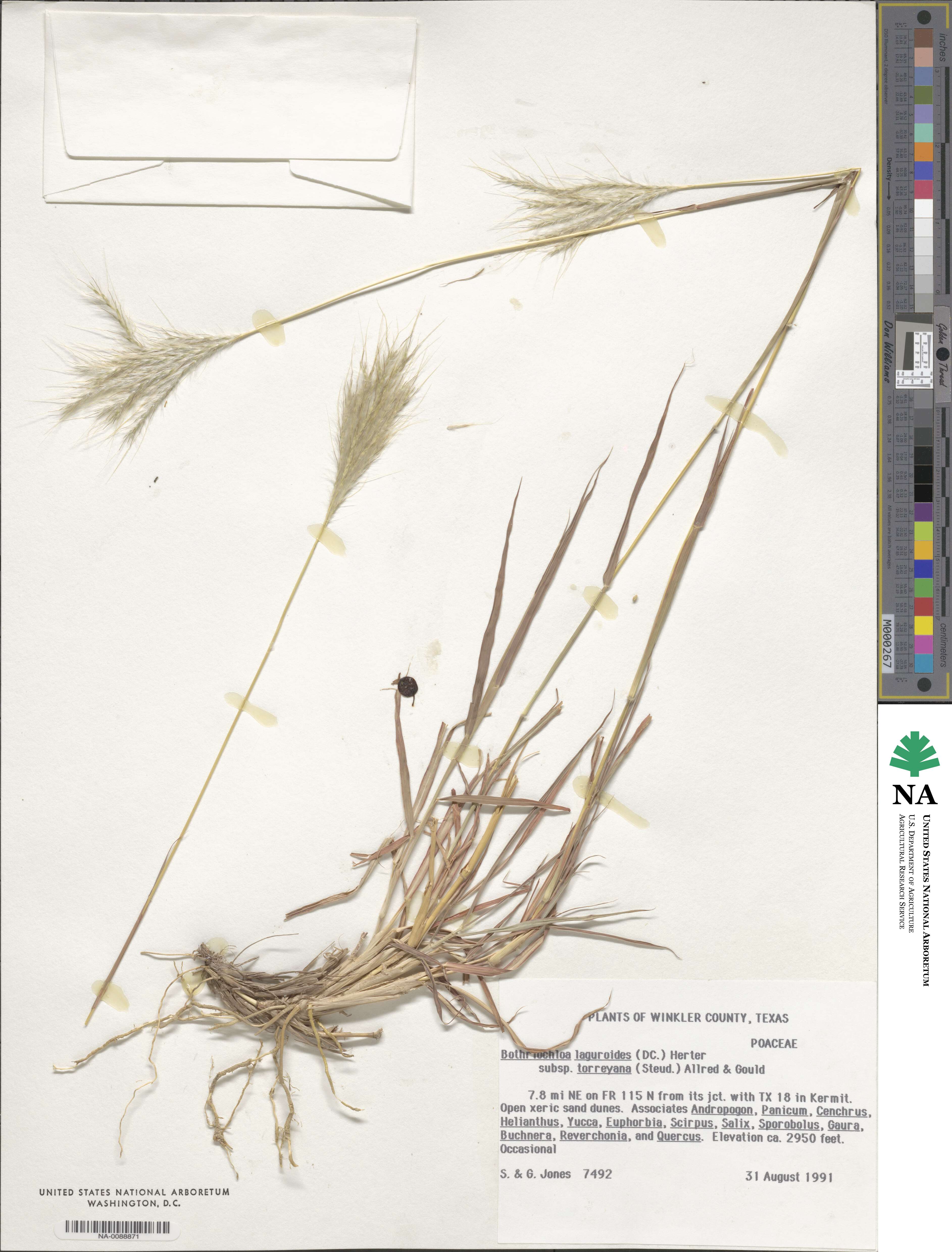 Bothriochloa torreyana image