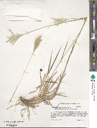 Bothriochloa torreyana image