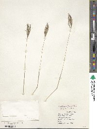 Bothriochloa pertusa image