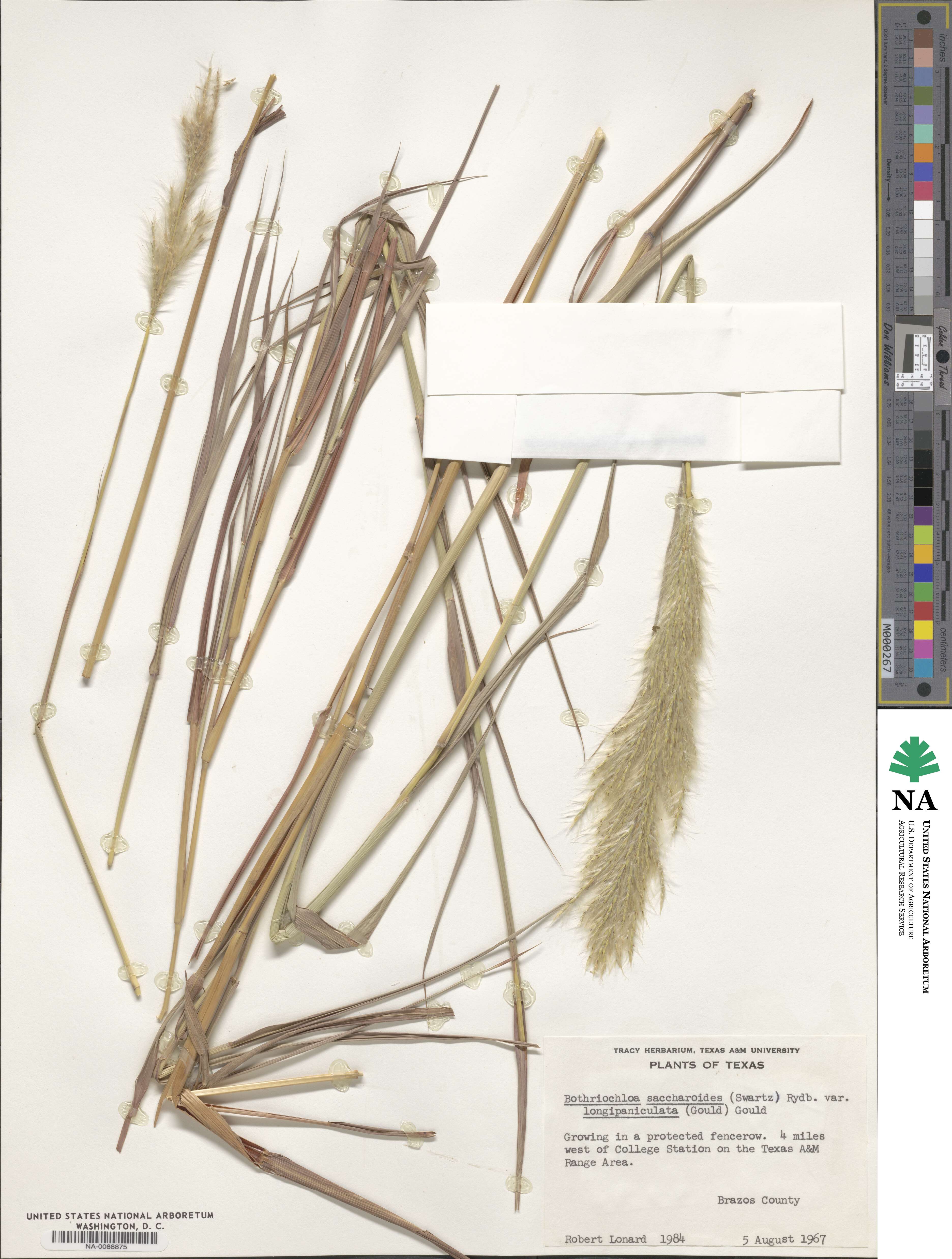 Bothriochloa longipaniculata image