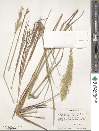 Bothriochloa longipaniculata image