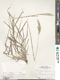 Bothriochloa torreyana image