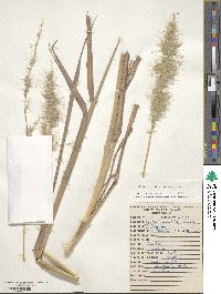 Image of Bothriochloa alta