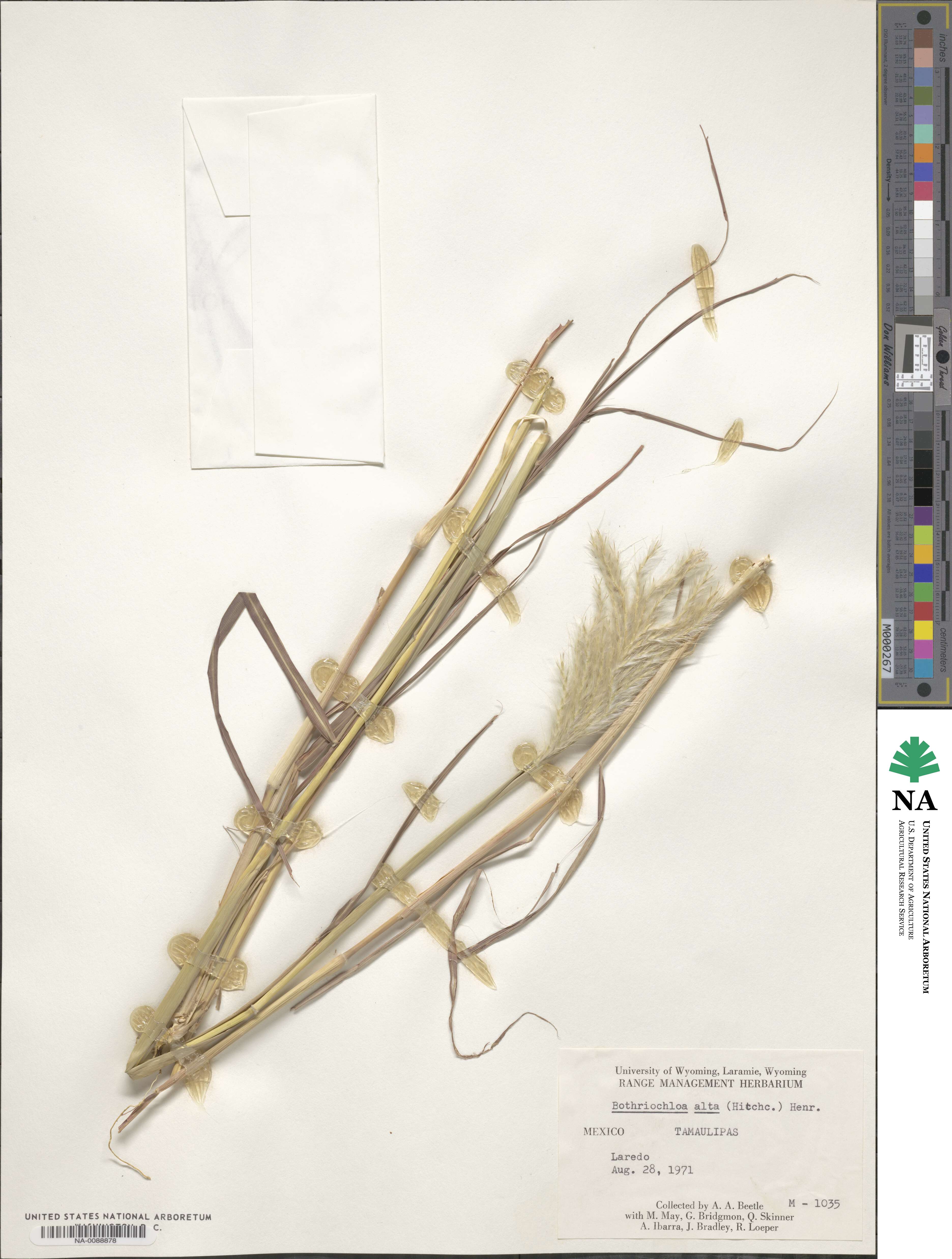 Bothriochloa alta image