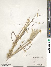 Bothriochloa alta image