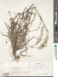 Bothriochloa saccharoides image