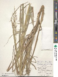 Bothriochloa glabra image