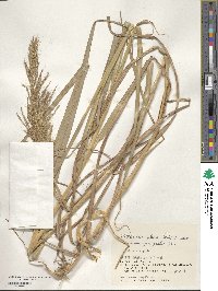 Bothriochloa glabra image