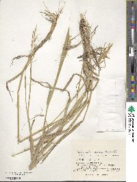 Bothriochloa bladhii image