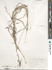 Bothriochloa ischaemum image