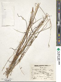 Bothriochloa ischaemum image