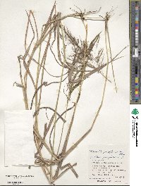 Capillipedium parviflorum image