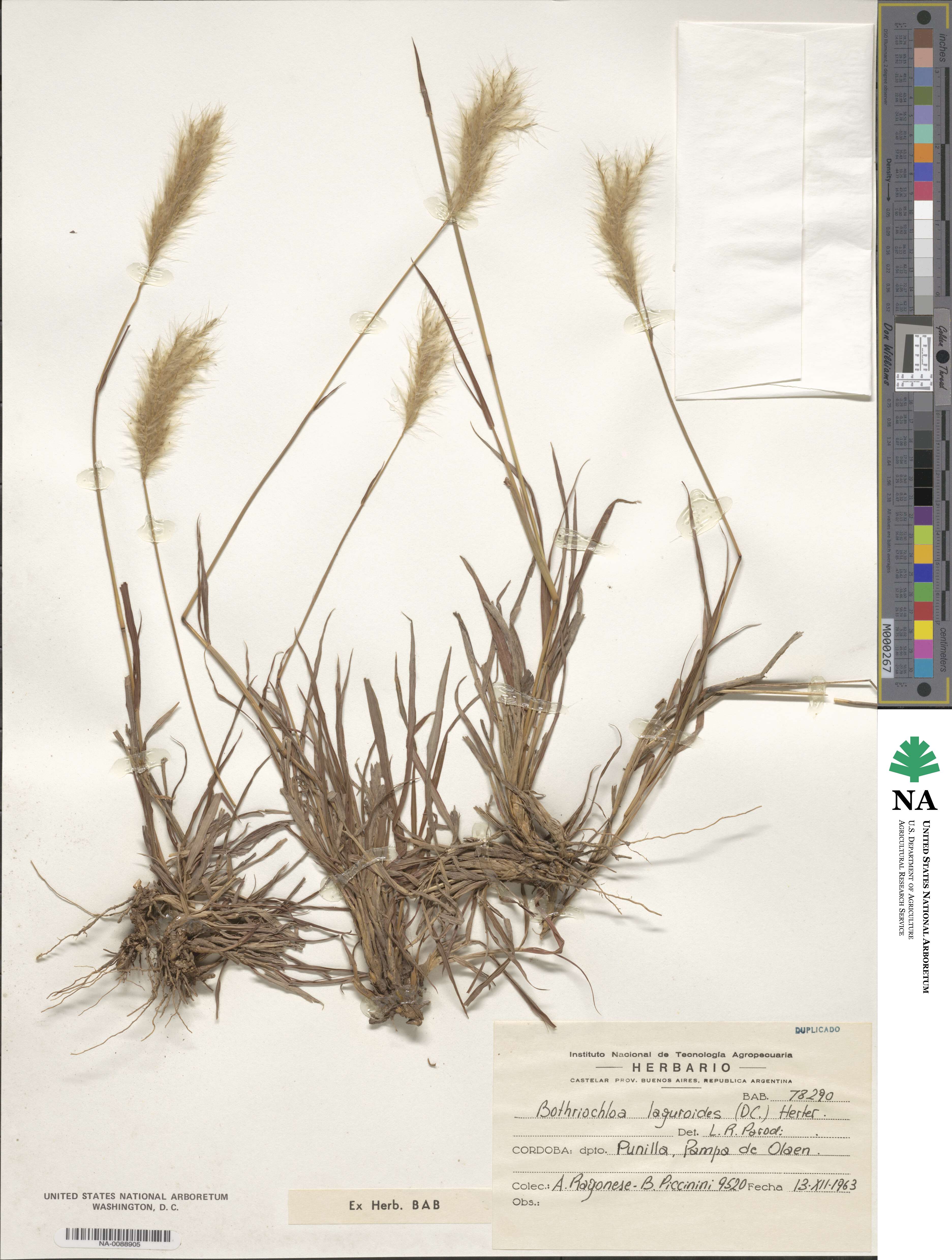 Bothriochloa laguroides image